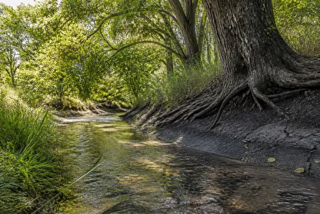 Clear shallow creek under leaning bur oaks and pecans with exposed root flares in a dark clay bank