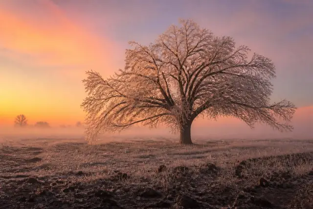 Lone post oak on open North Texas prairie with every twig cased in ice at sunrise