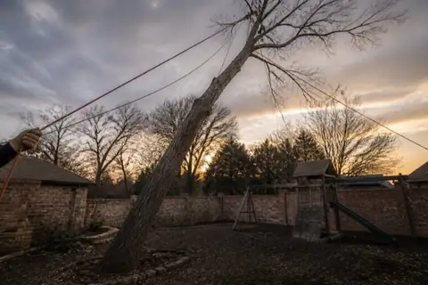 Bare bark-shedding dead red oak leaning toward a back-yard swing set with rigging lines already set in the crown under an unsettled evening sky