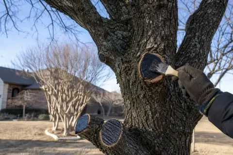 Gloved hand brushing black wound sealant over a fresh clean cut on a live oak during winter pruning with sealed cuts visible on nearby limbs