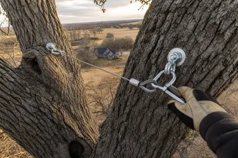 Freshly installed stainless cable and lag hardware between codominant leaders high in a split-trunk bur oak above farmhouse pasture