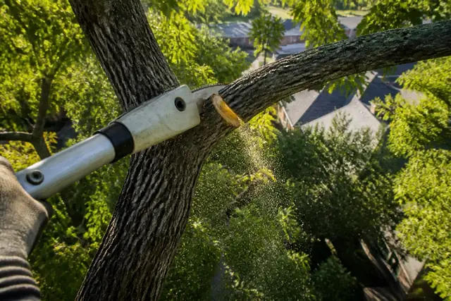 Pole saw making a clean collar cut on a deadwood limb inside a cedar elm canopy with morning sun through the leaves